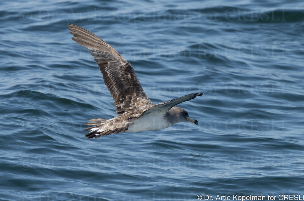 a bird flying over a body of water