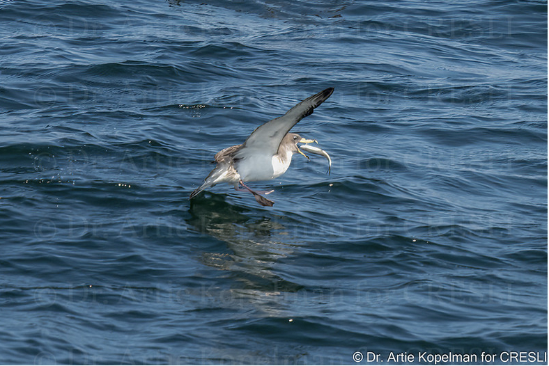 a bird swimming in water next to the ocean