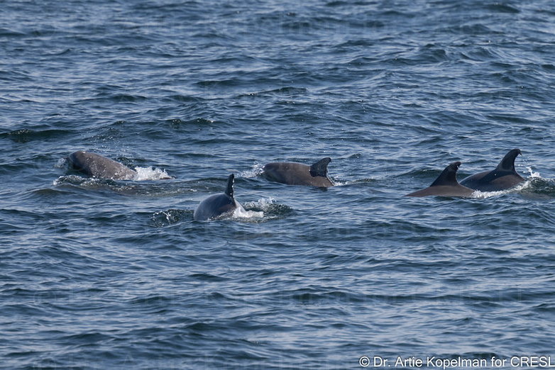 a flock of seagulls are swimming in a body of water