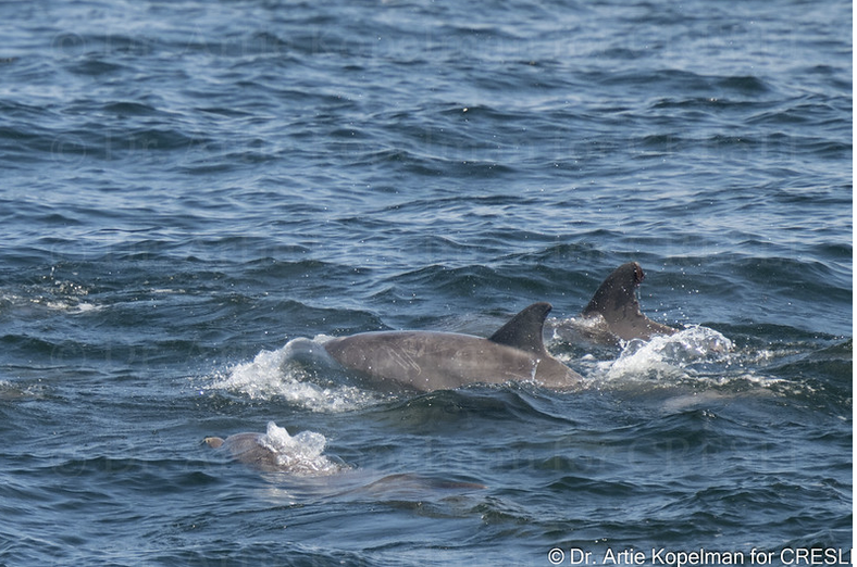 a small animal in a body of water