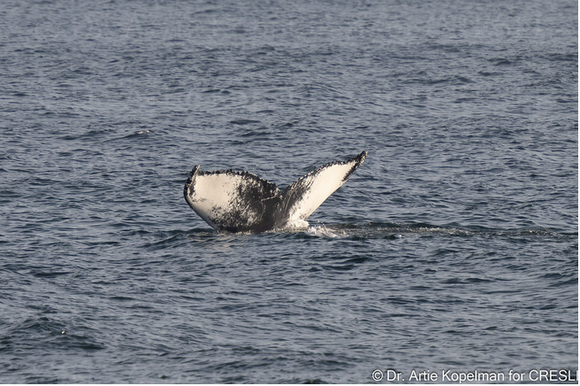 a whale jumping out of the water