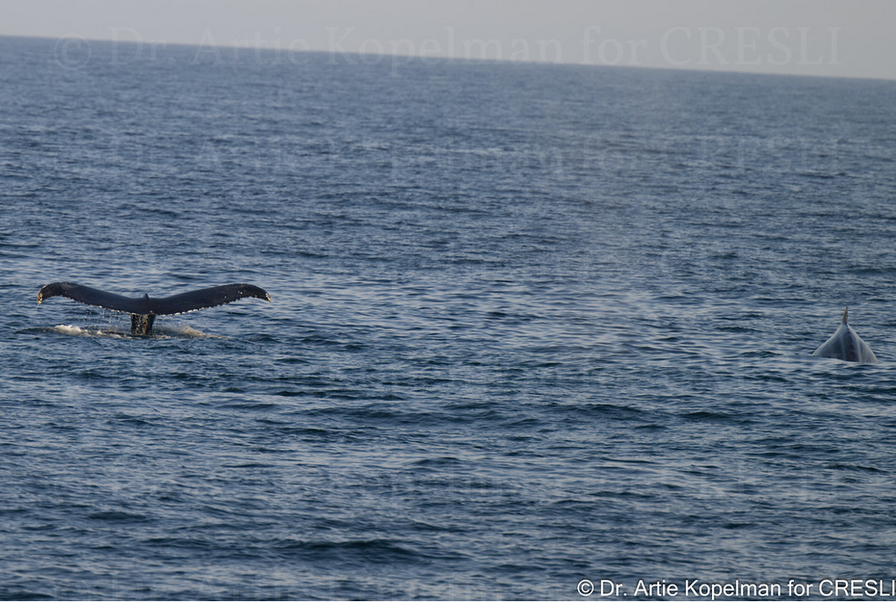 a plane flying over a body of water