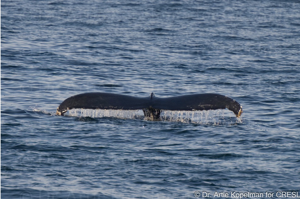 a whale swimming in a body of water