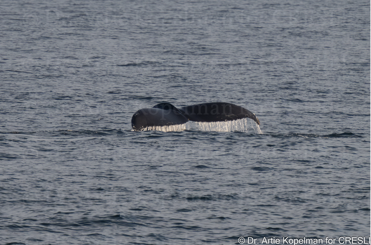 a large body of water