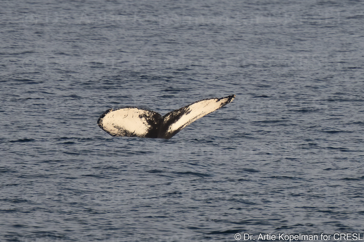 a large body of water