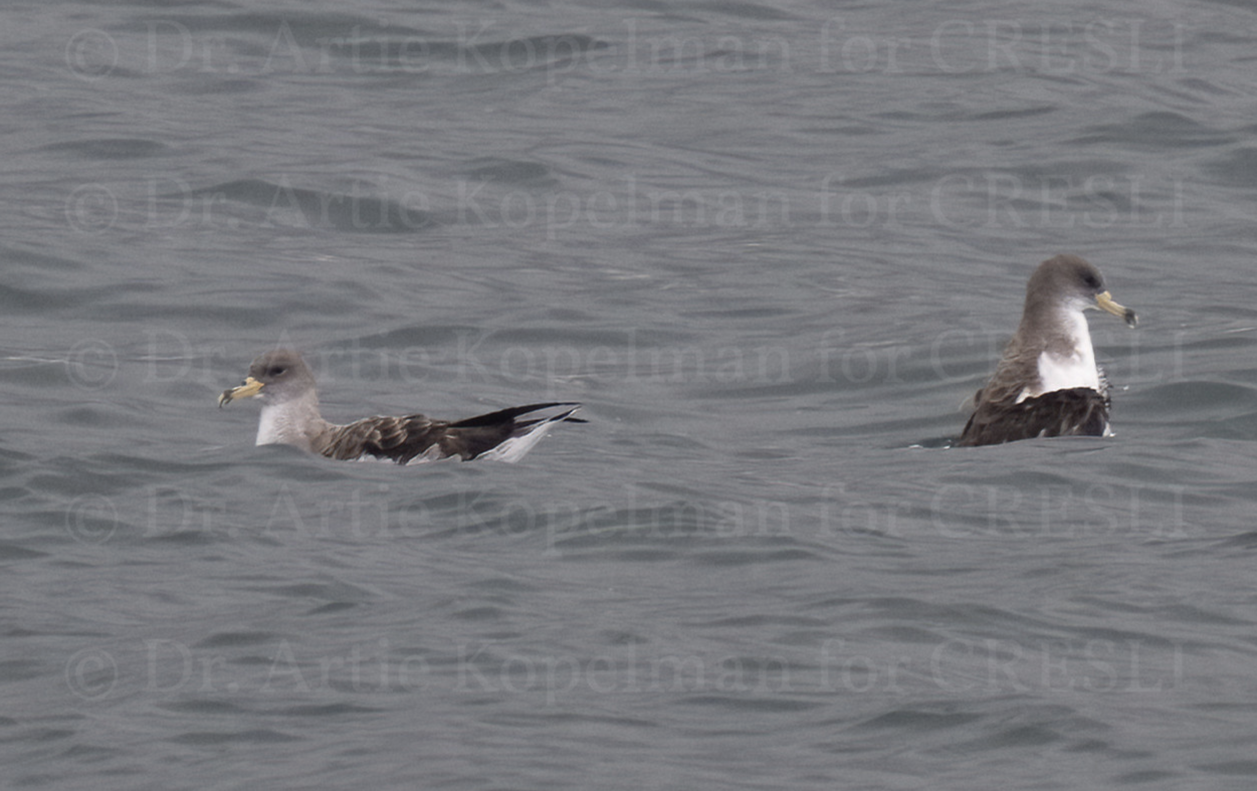 a flock of seagulls are swimming in a body of water