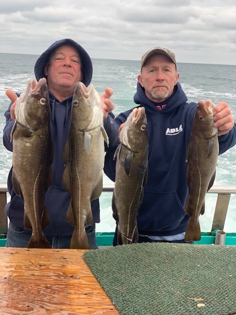 a group of fish in the water