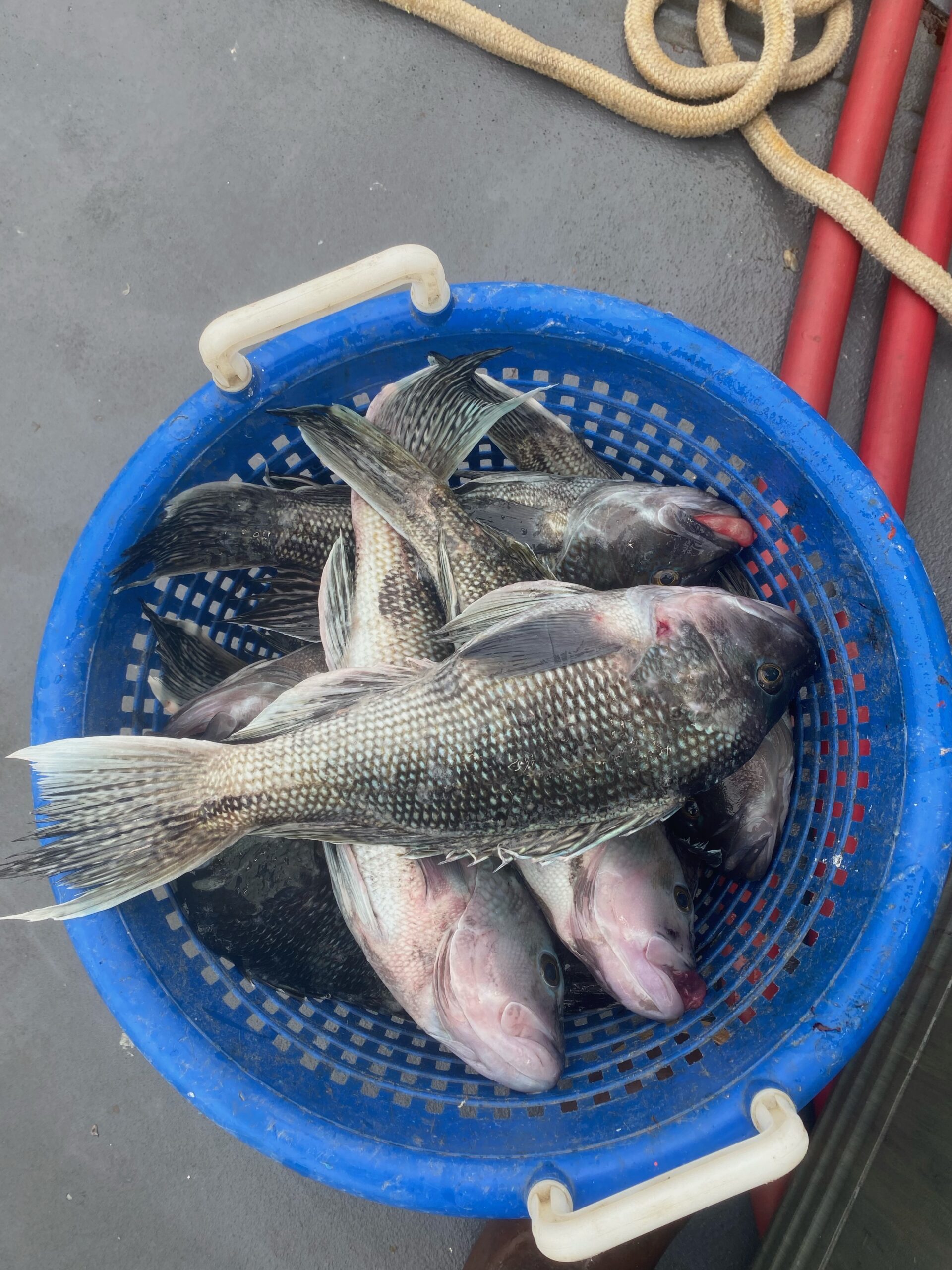 a fish in a blue bowl