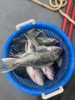 a fish in a blue bowl