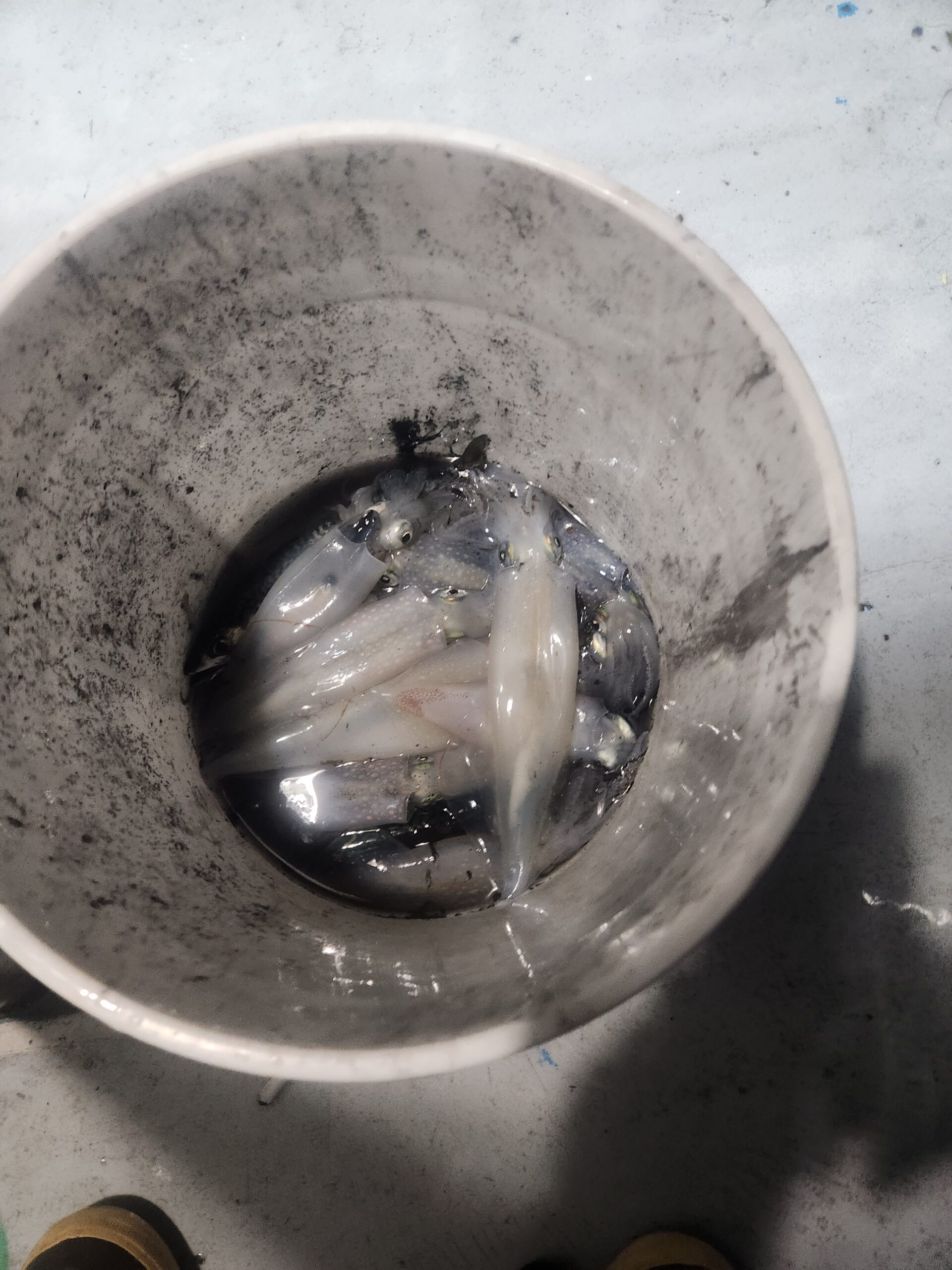 a close up of a bowl