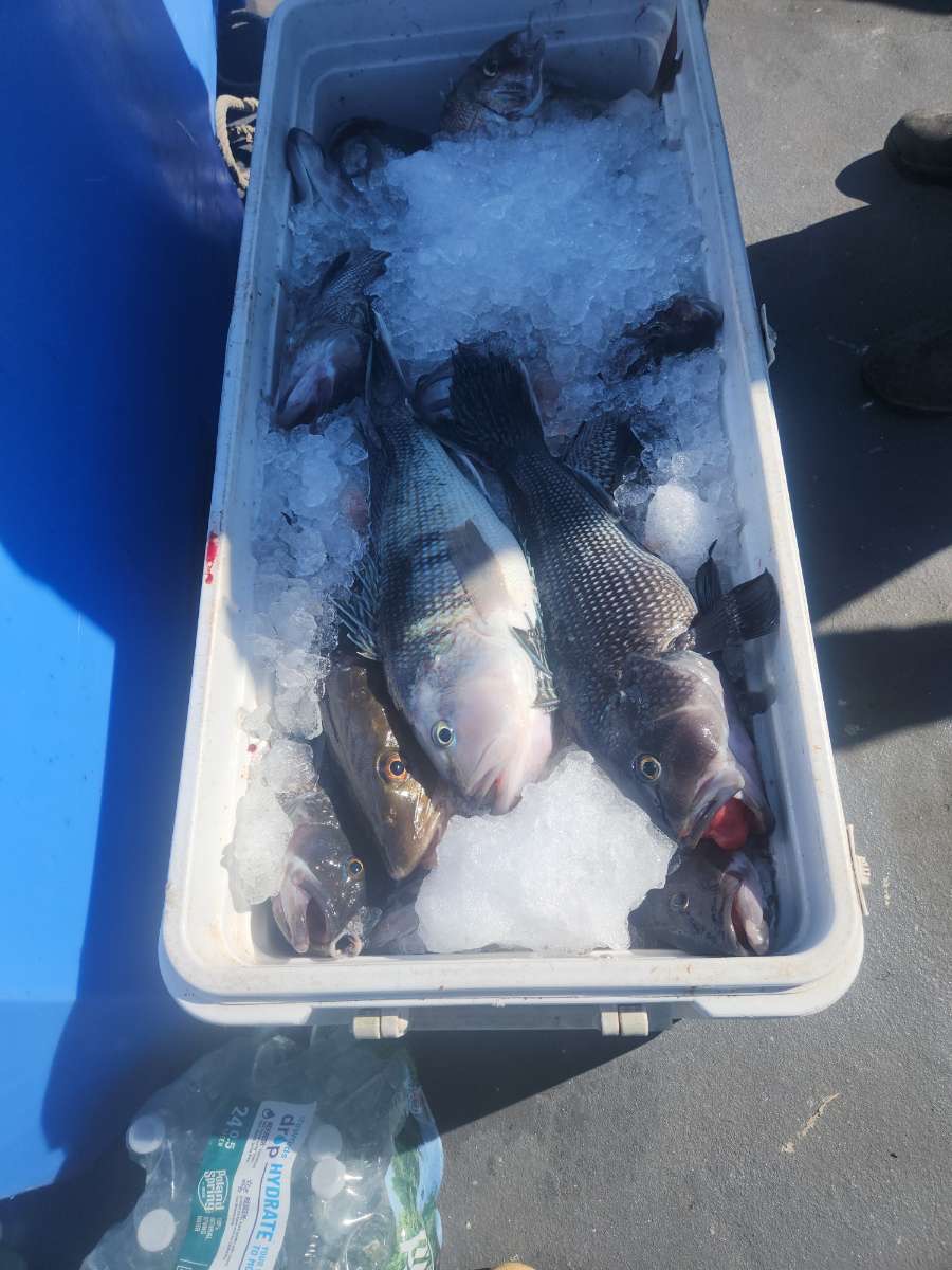 a fish swimming under water
