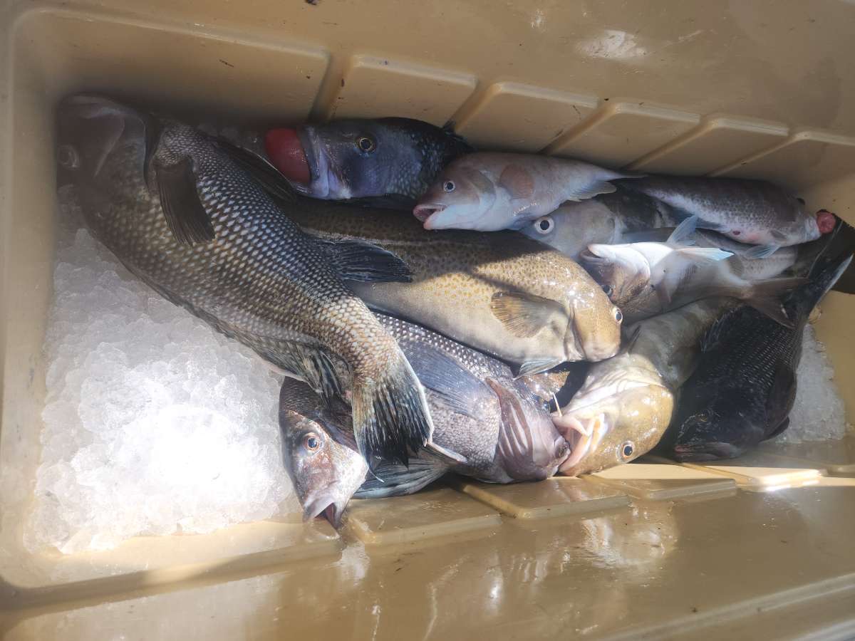 a close up of a fish