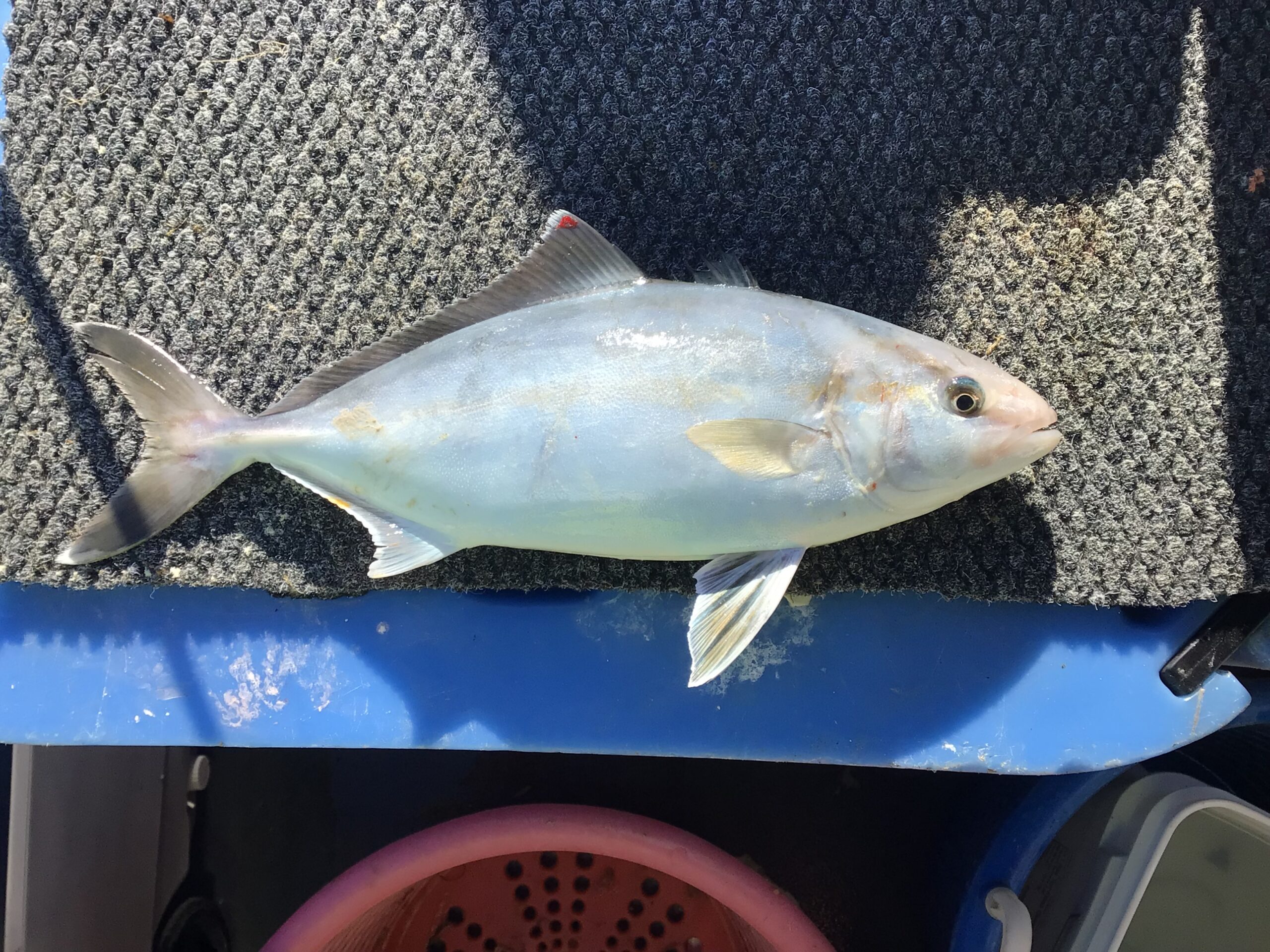 a close up of a fish