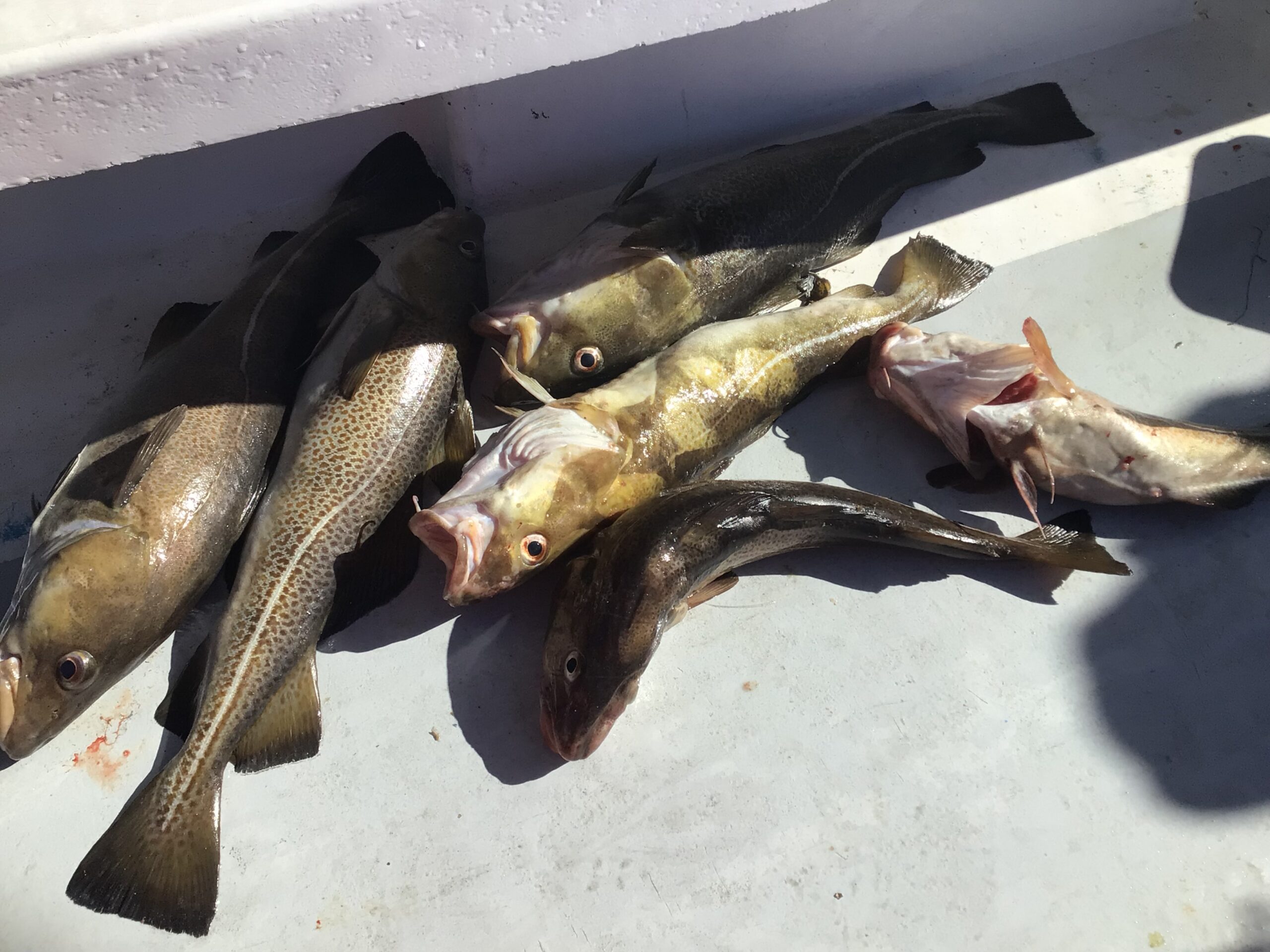 a close up of a fish