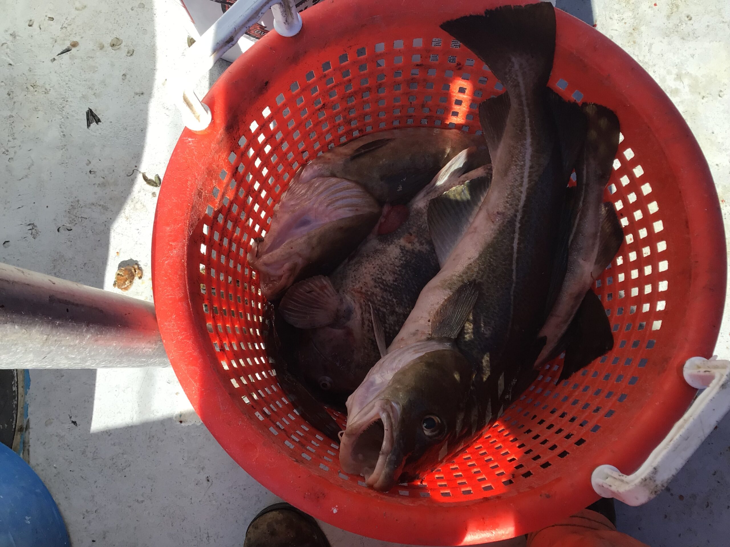 a dog sitting on a grill