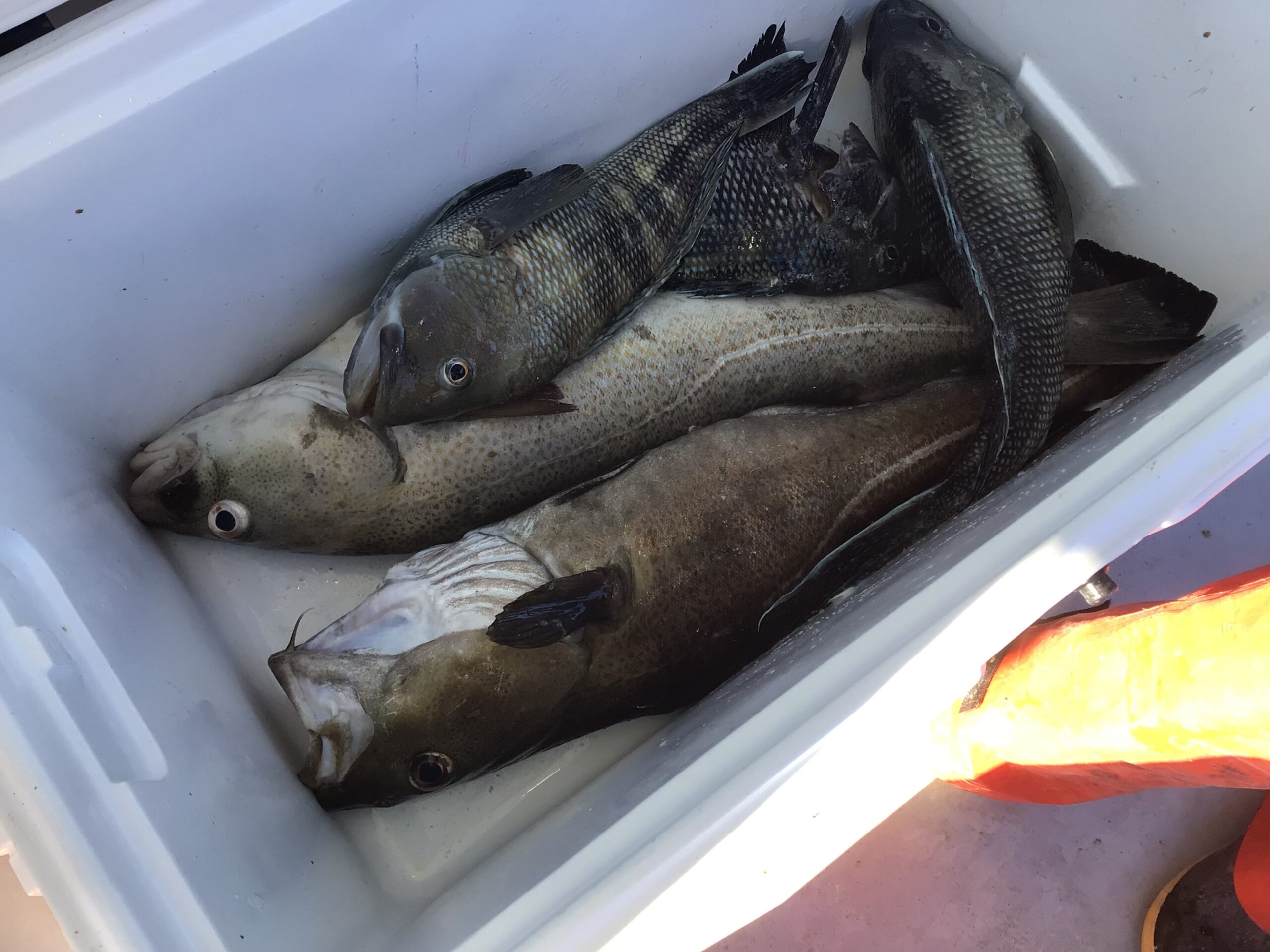 a close up of a fish