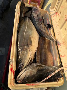 a close up of a fish