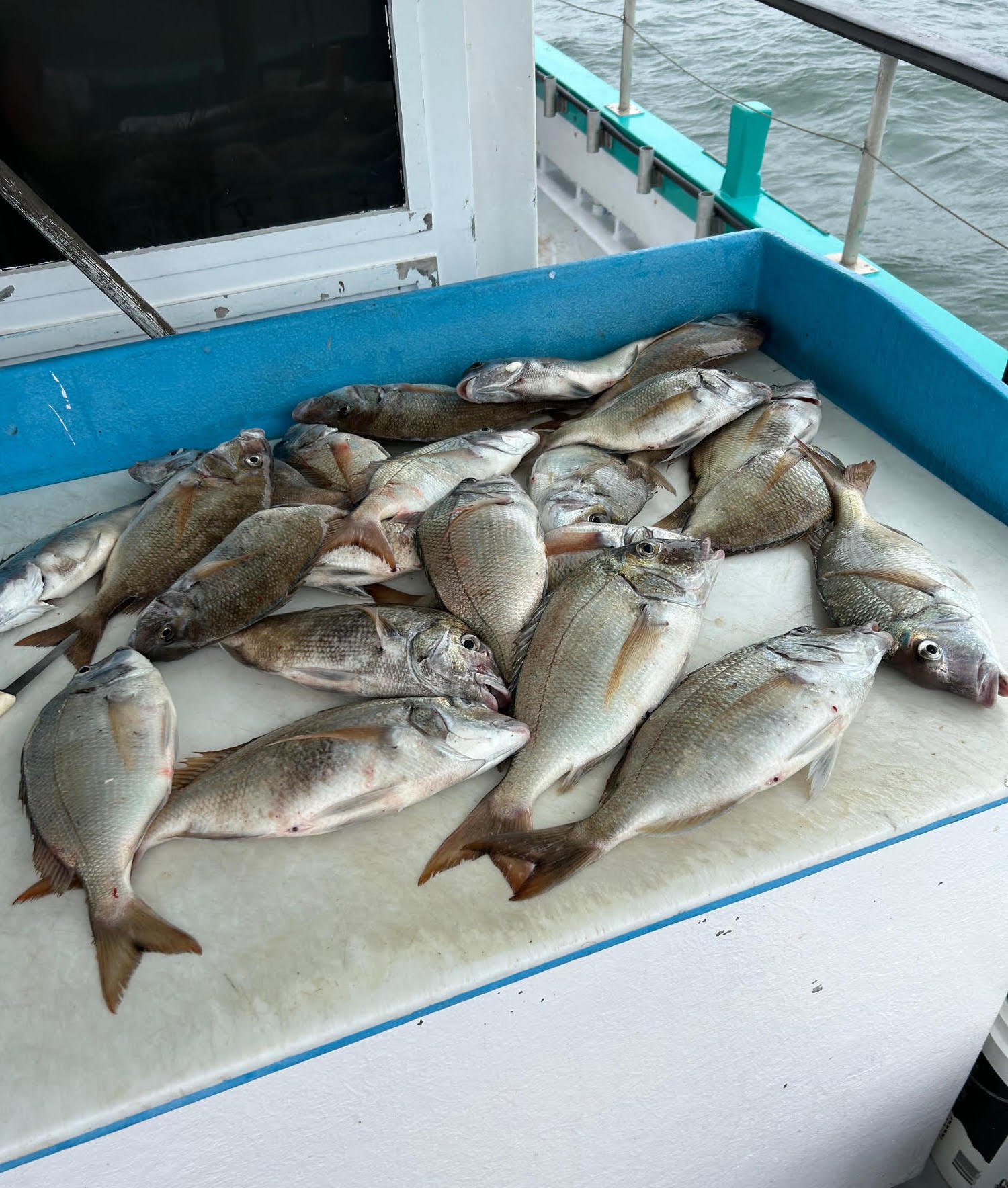 a group of fish in the water