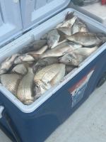 a box full of fish