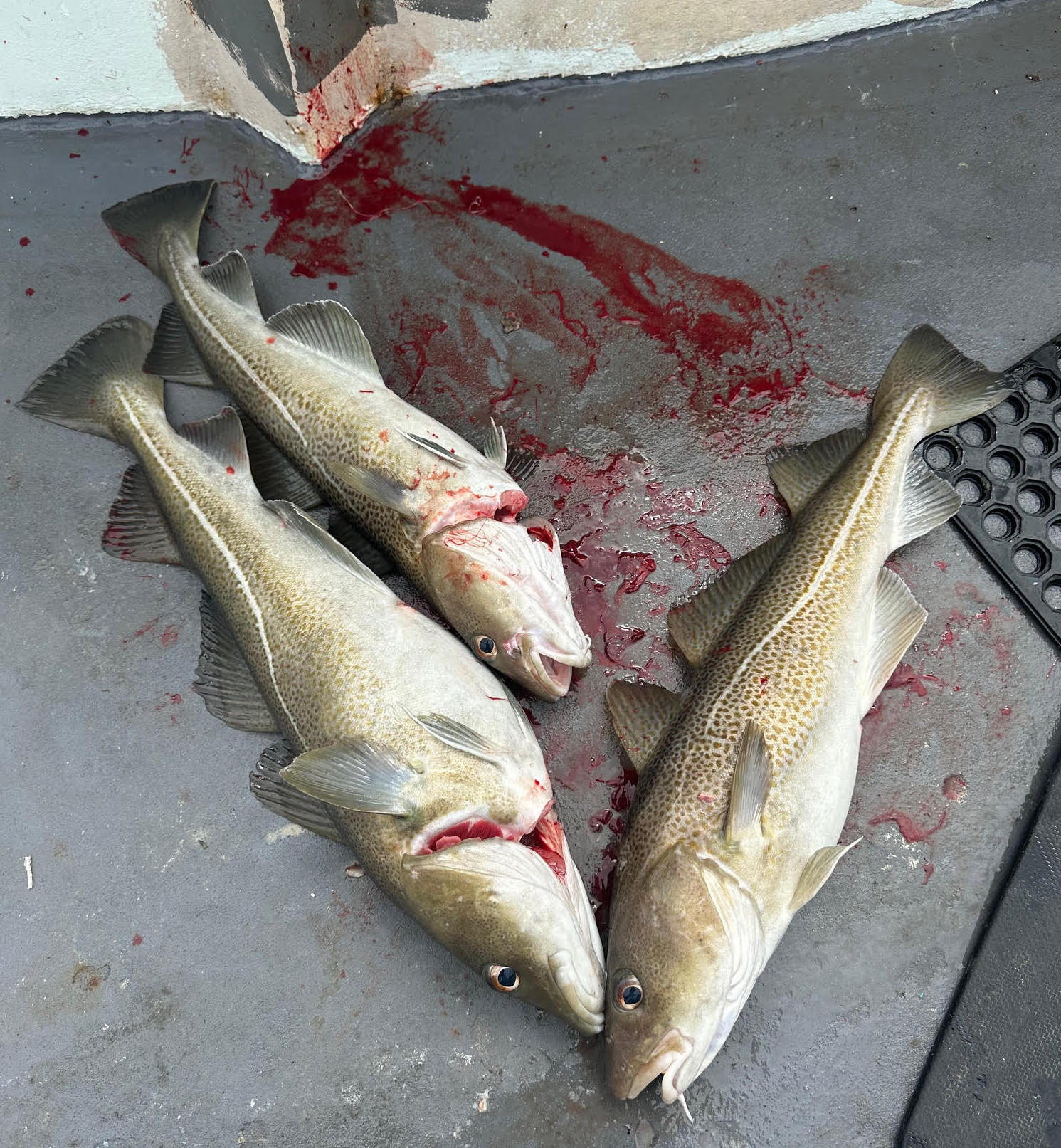 a close up of a fish