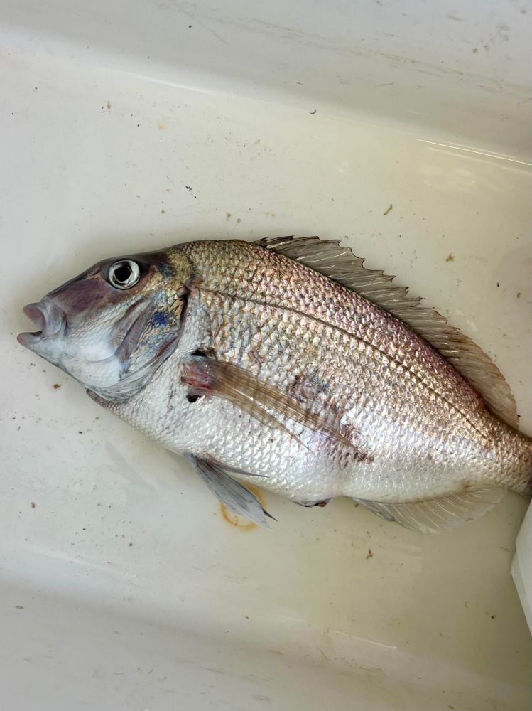 a fish swimming under water