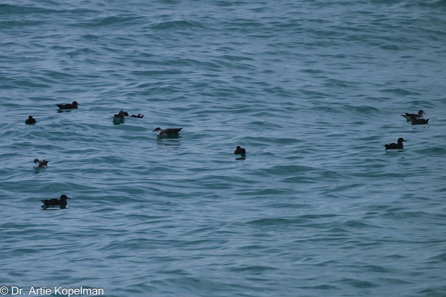 a flock of seagulls are swimming in a body of water