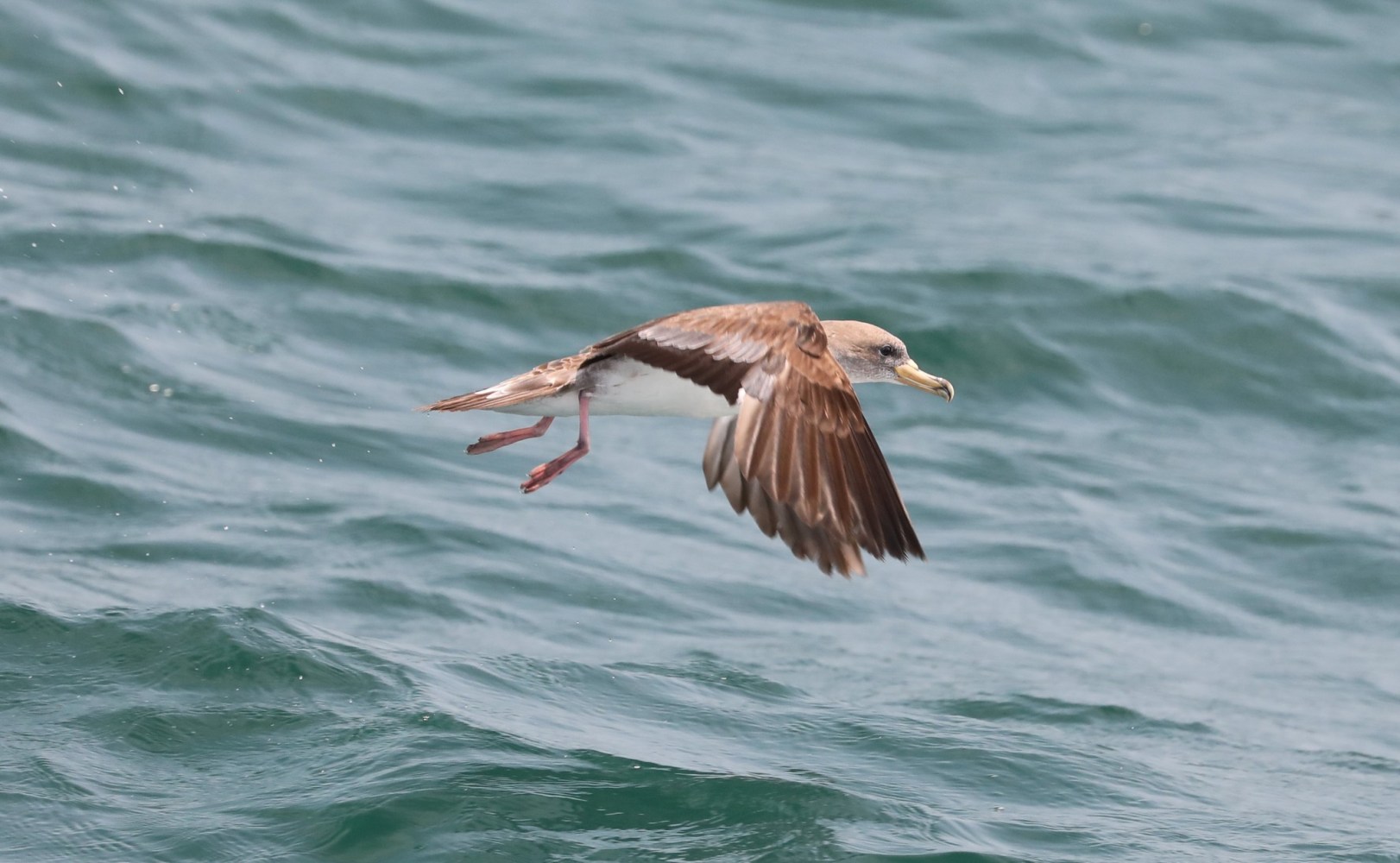 a bird swimming in water next to the ocean