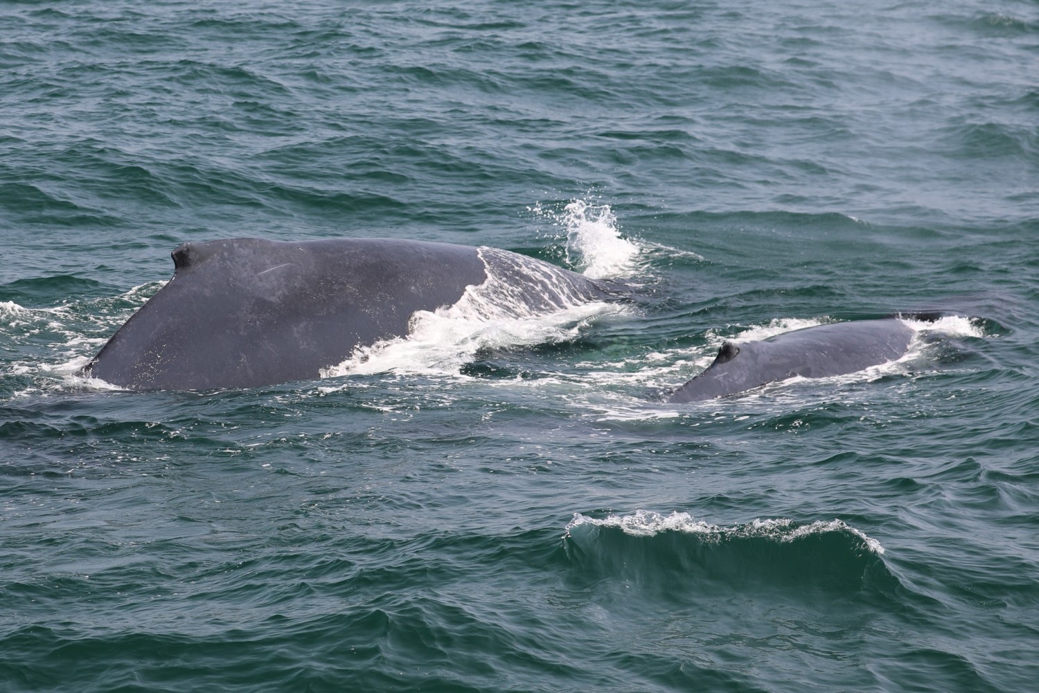 a whale jumping out of the water