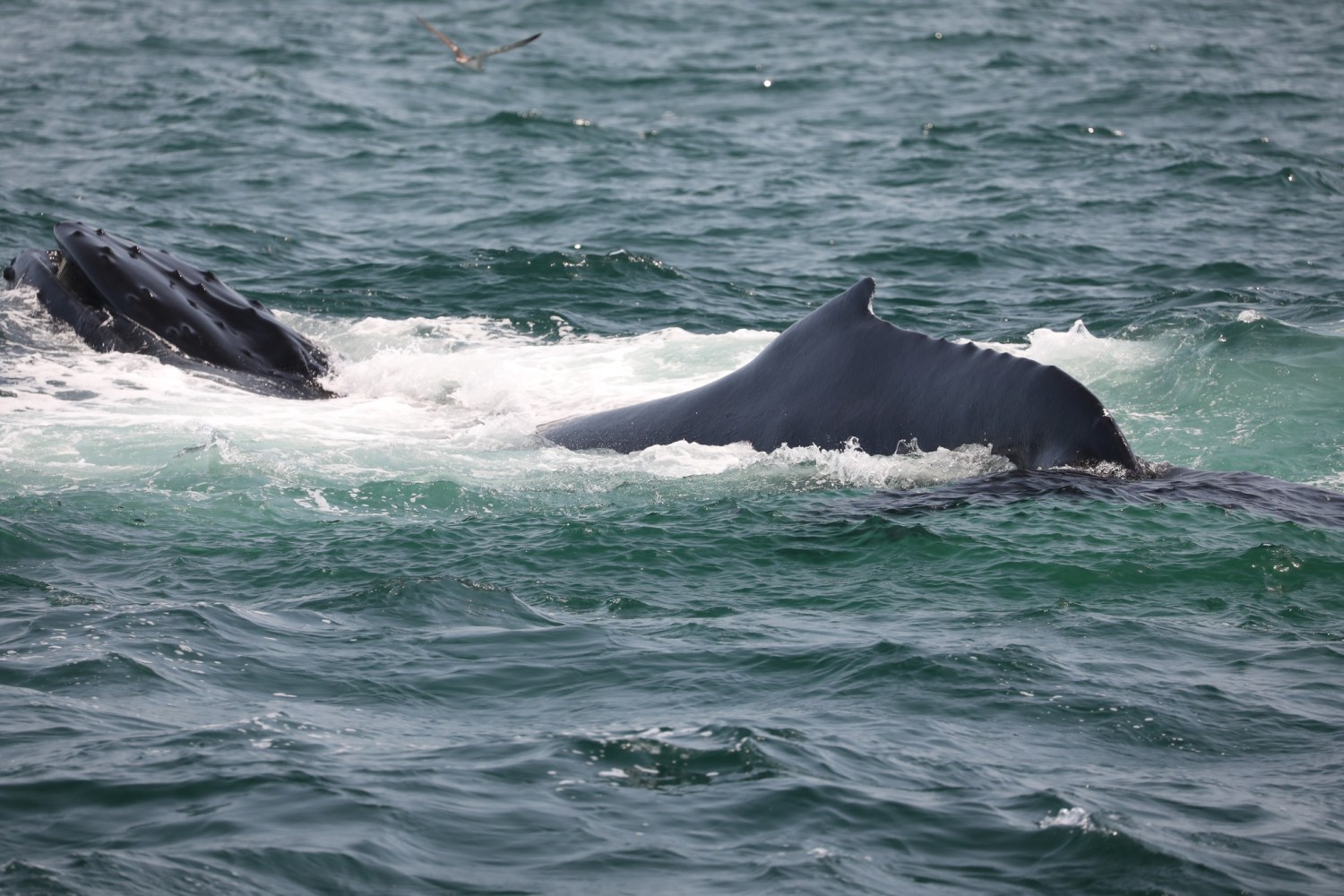 a whale jumping out of the water