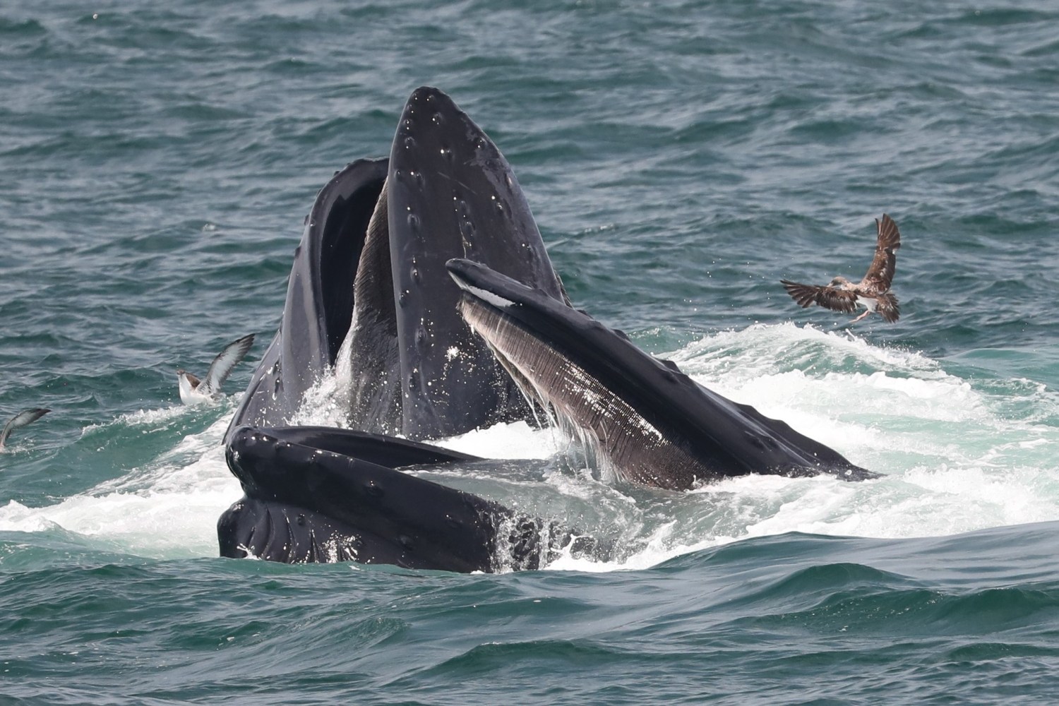 a whale jumping out of the water