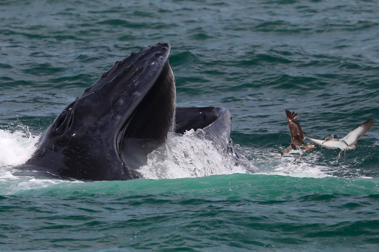 a whale jumping out of the water