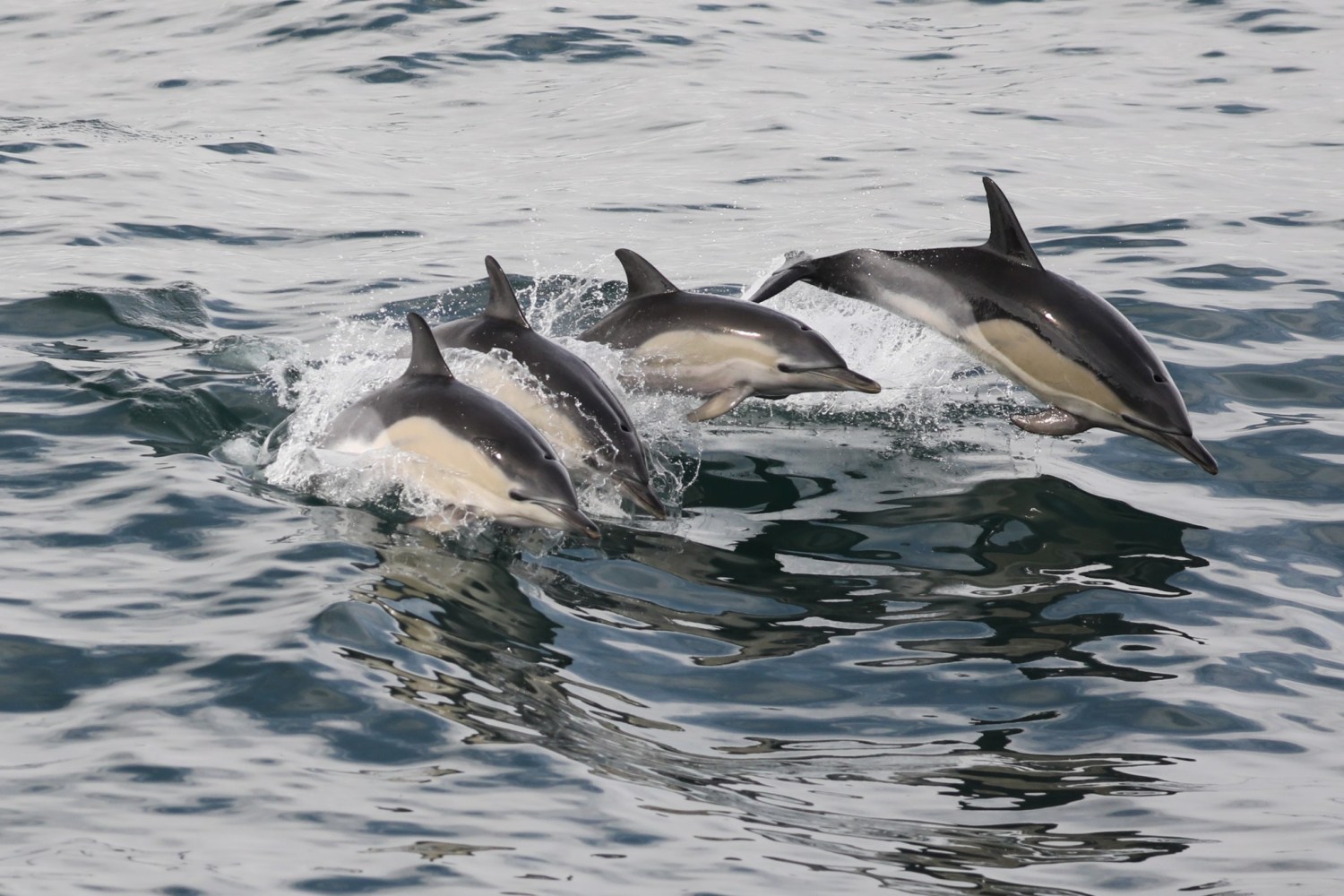 a dolphin swimming in a body of water