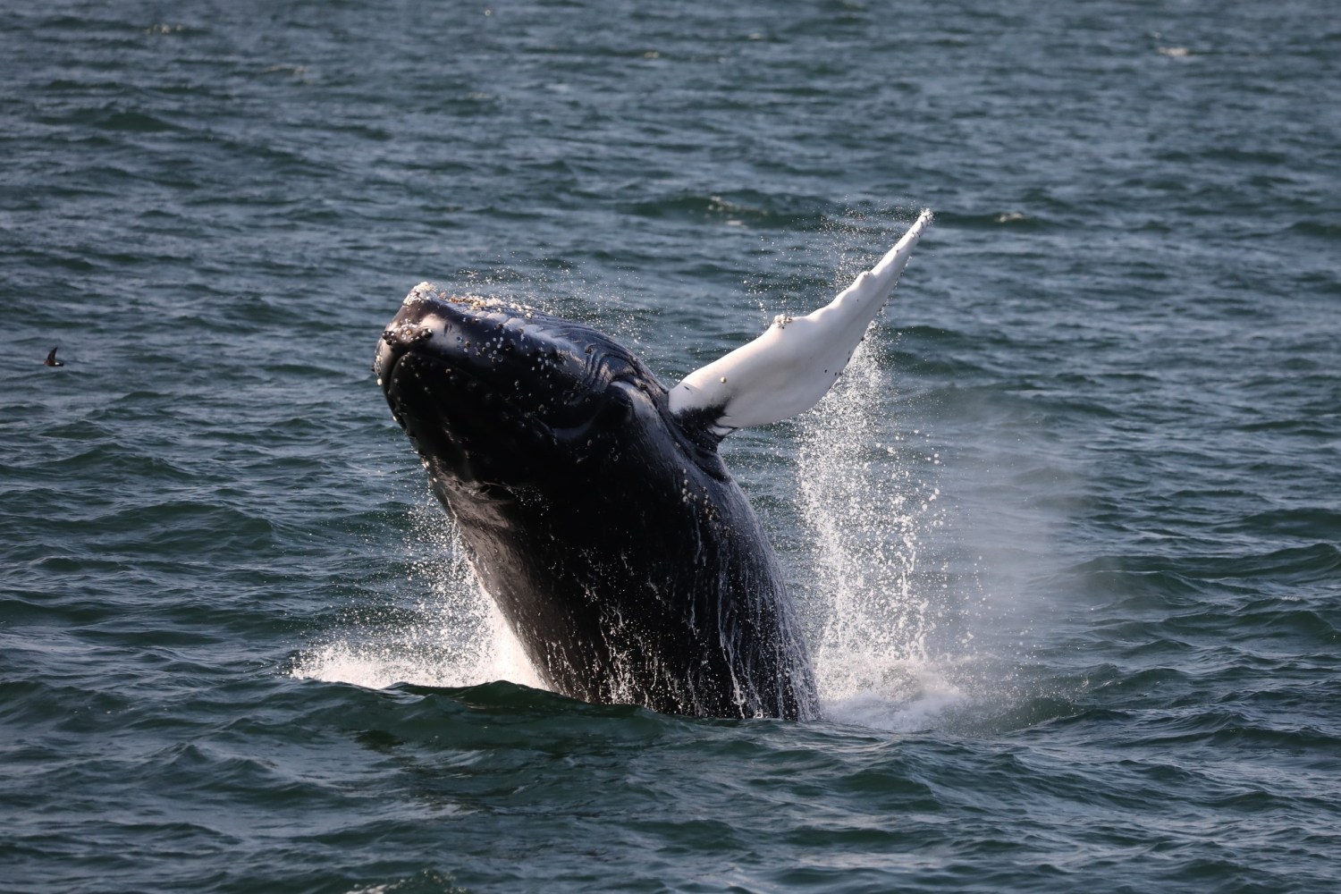 a whale jumping out of the water