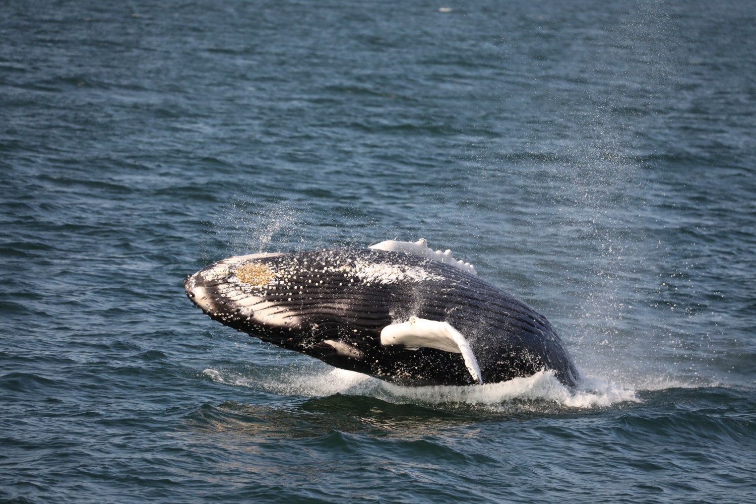 a whale jumping out of the water