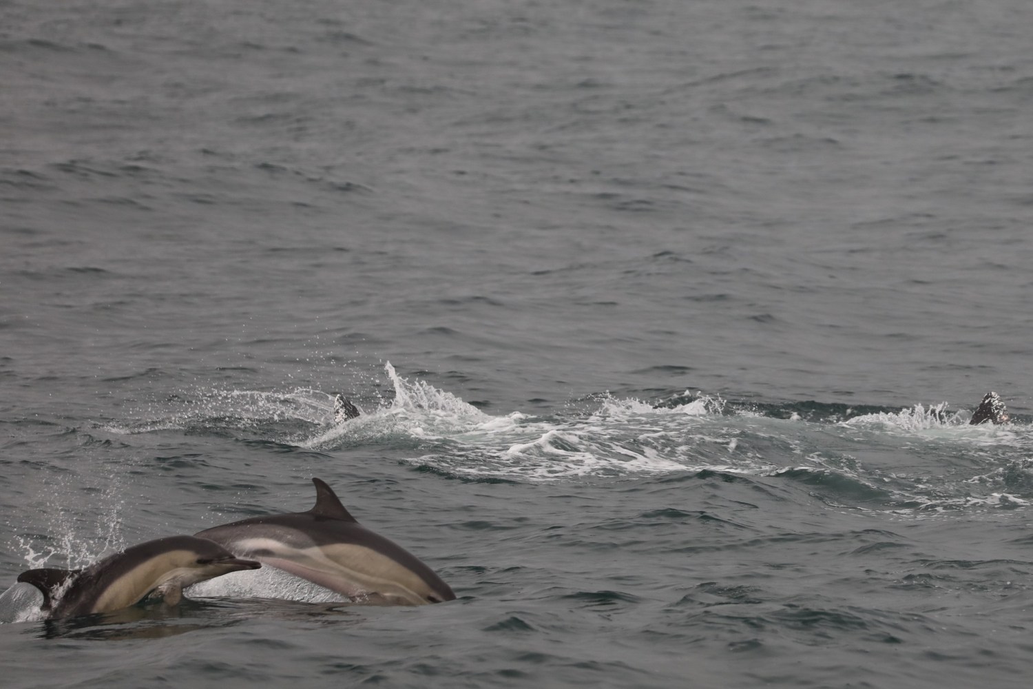 a dolphin jumping out of the water