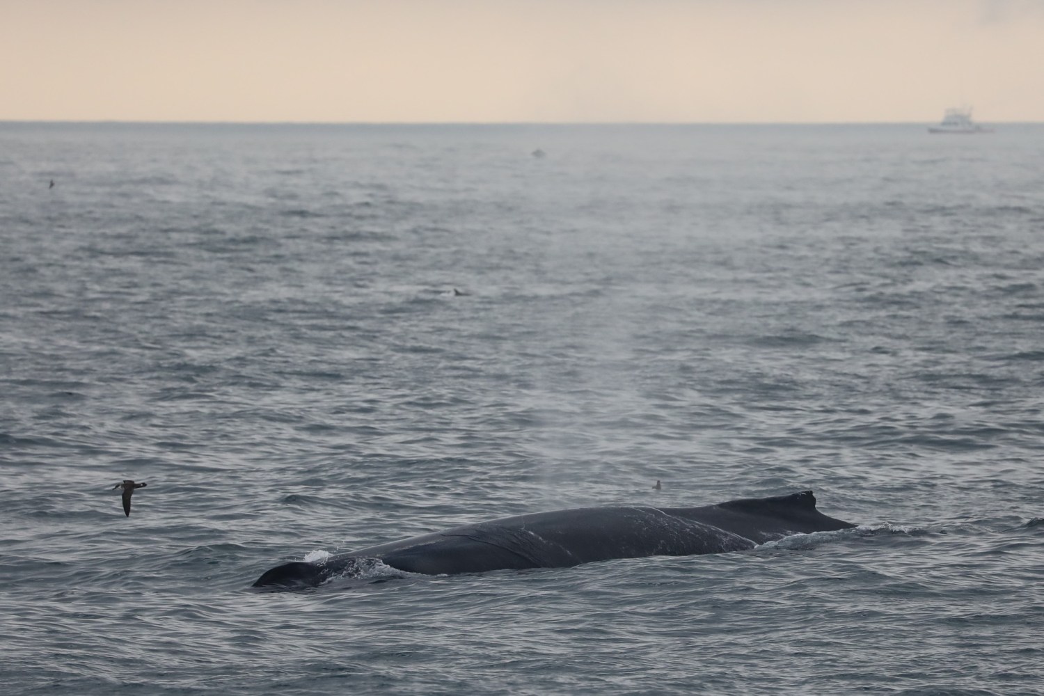 a whale swimming in a body of water