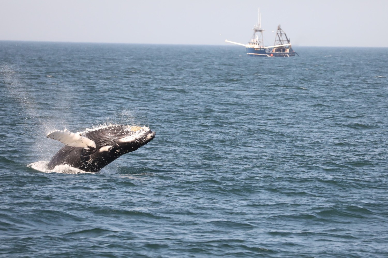 a whale jumping out of a body of water