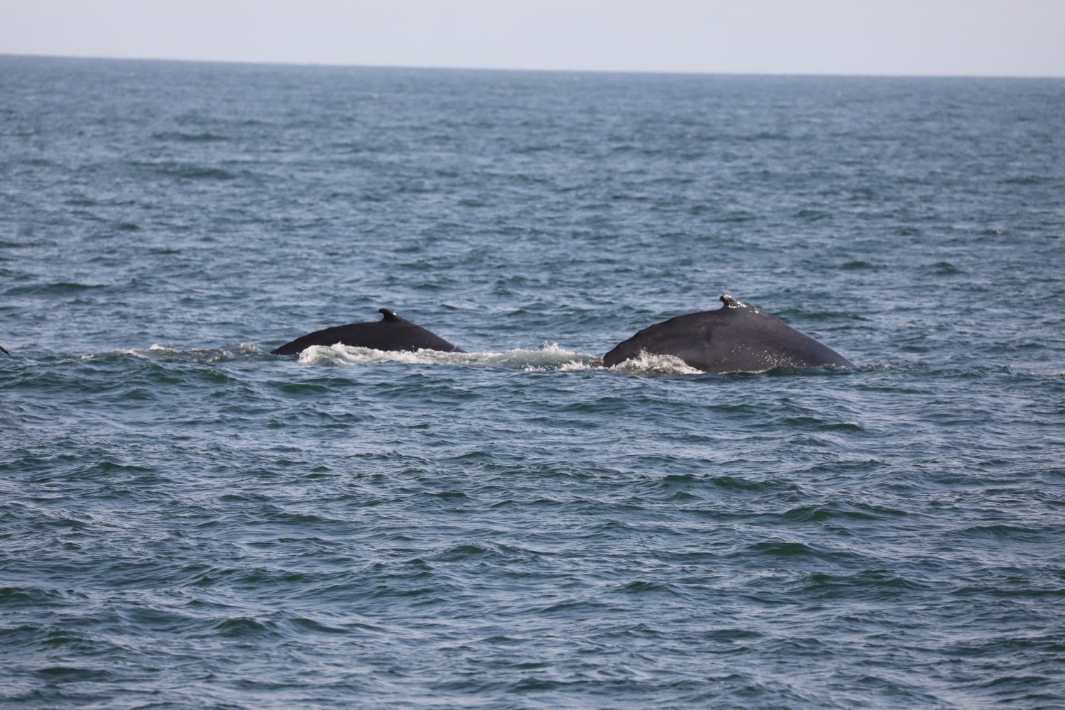 a whale jumping out of the water