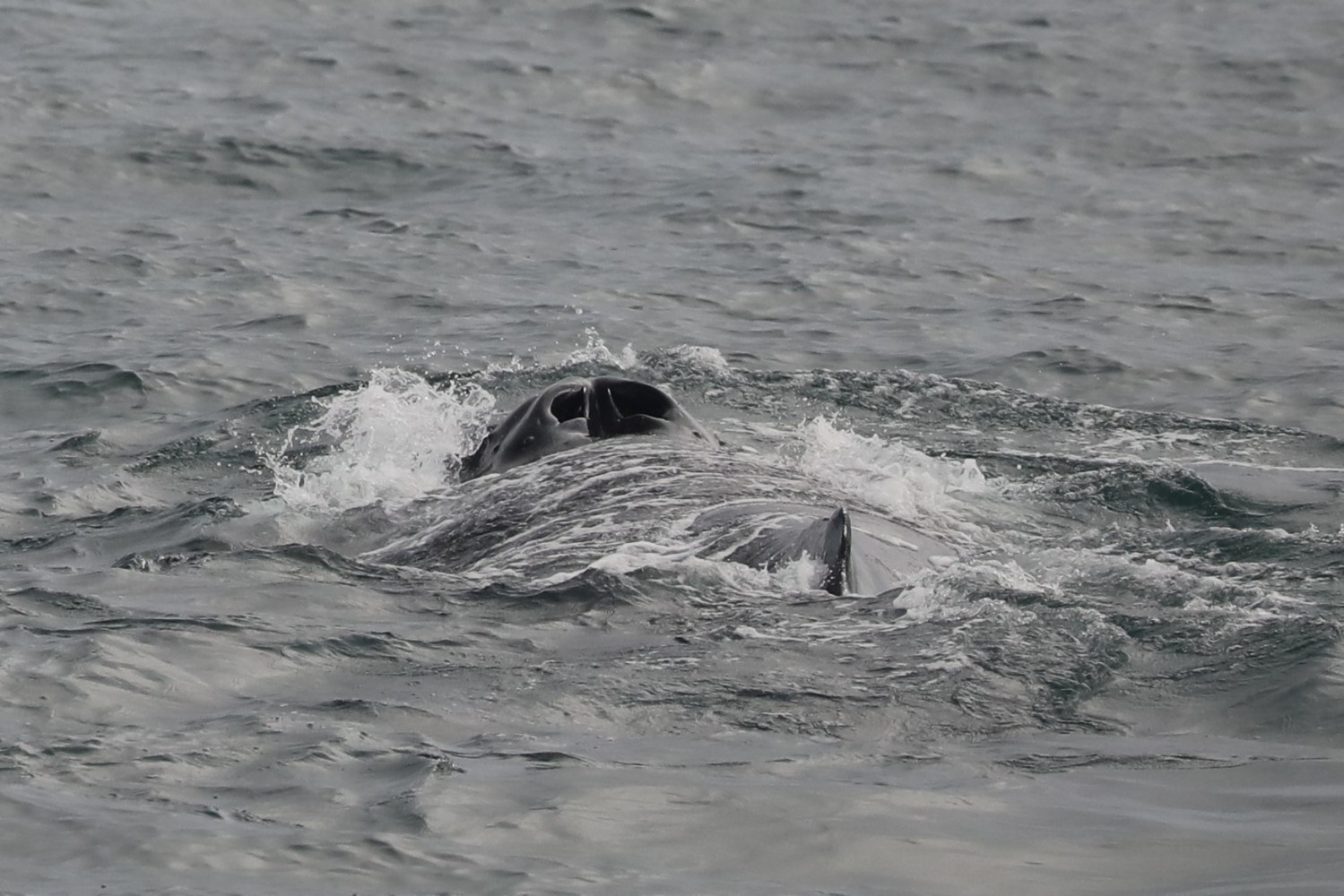 a person riding a wave on top of a body of water