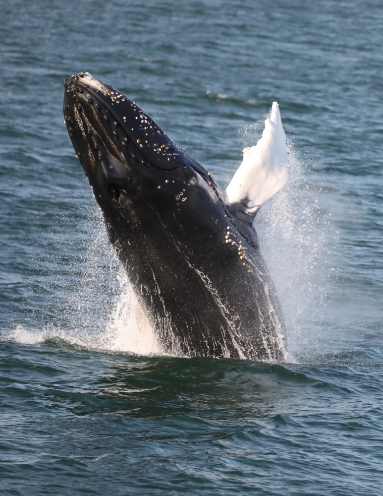 a whale jumping out of the water