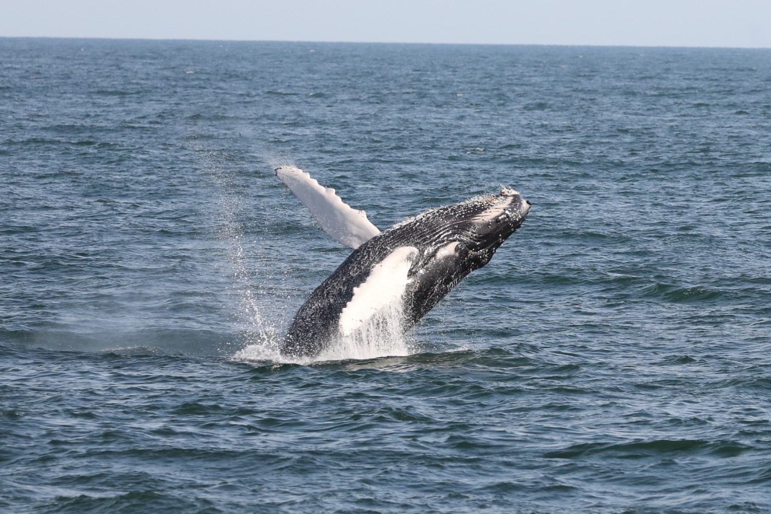 a whale jumping out of a body of water