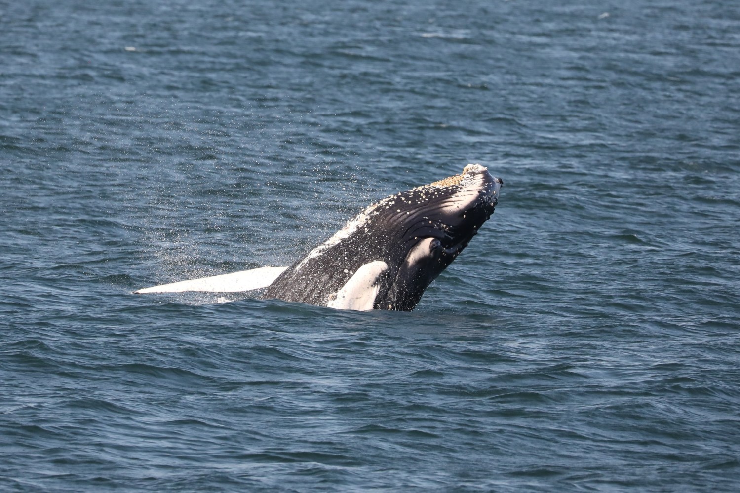 a whale swimming in a body of water