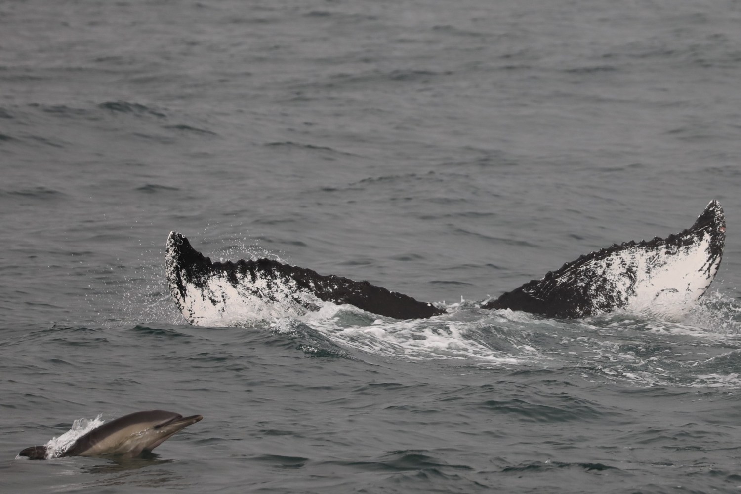 a whale jumping out of the water