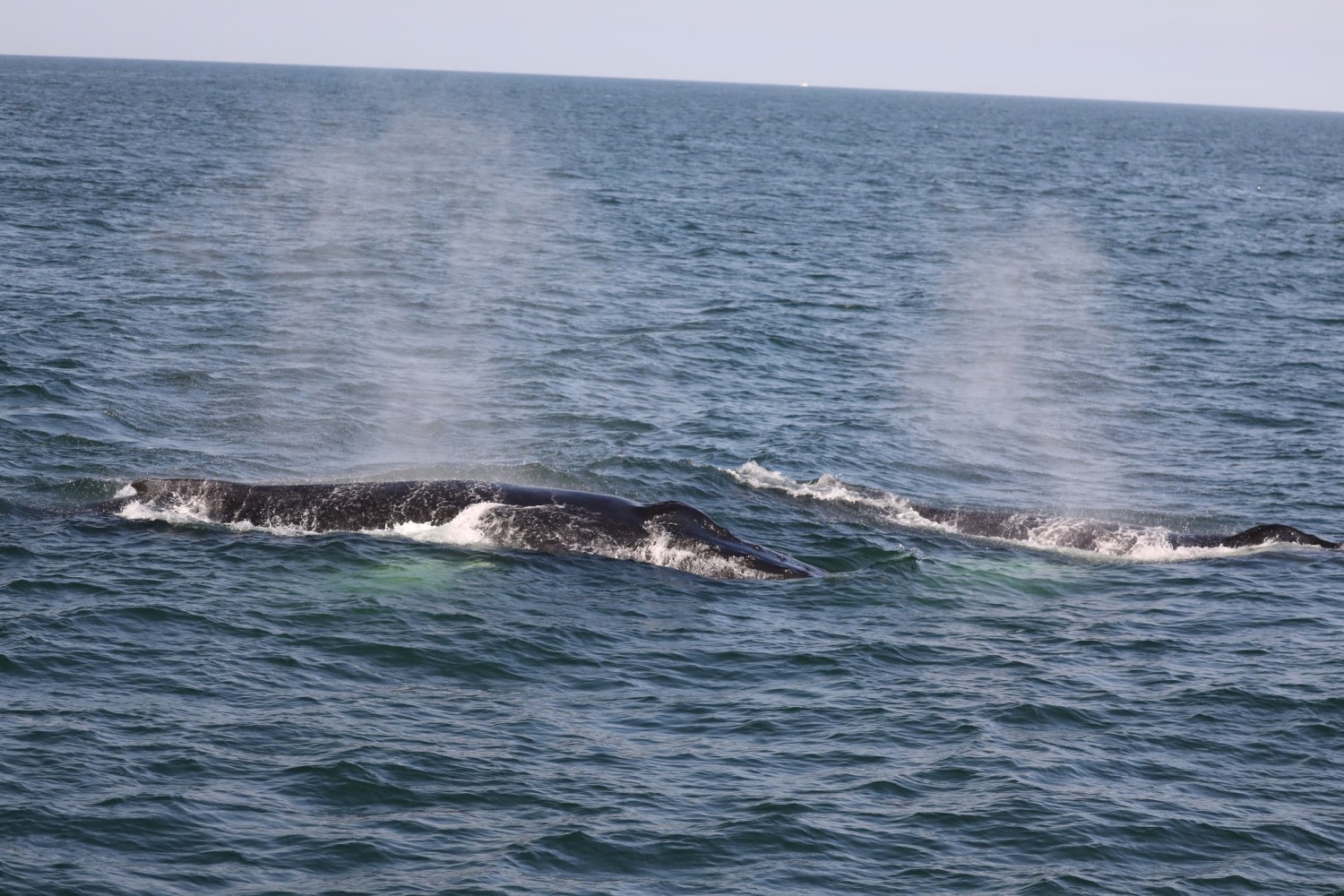 a whale jumping out of the water