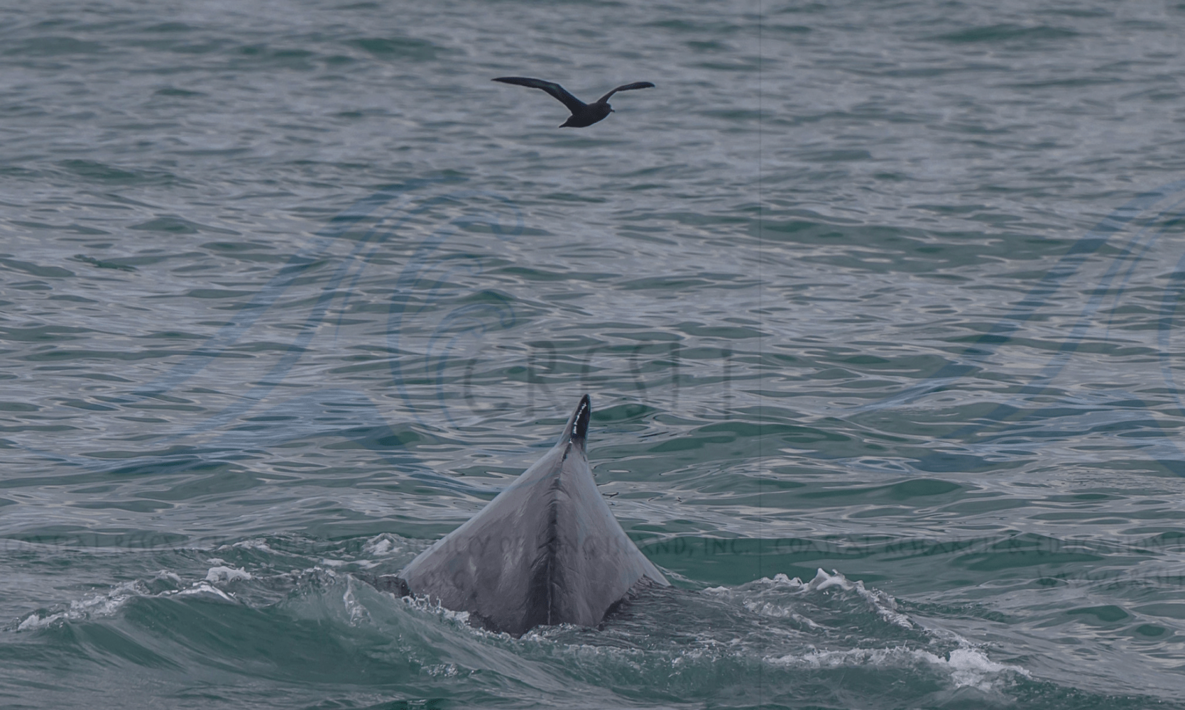 a bird flying over a wave in the ocean