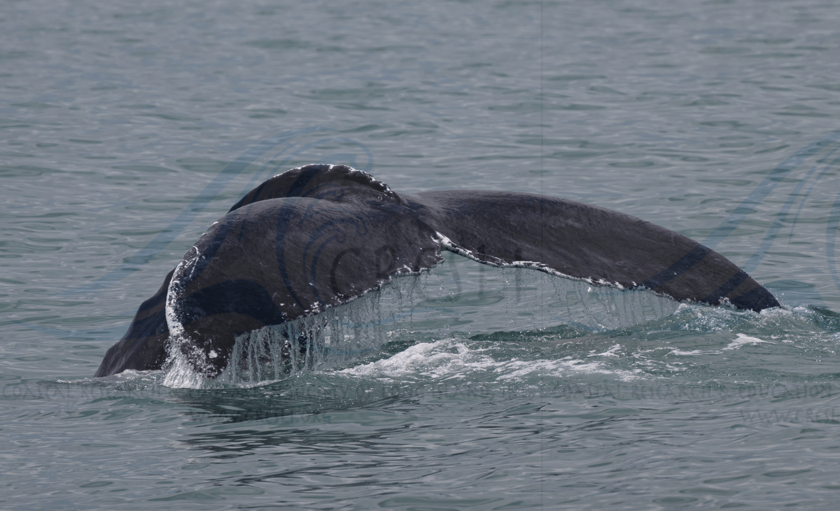 a whale jumping out of the water