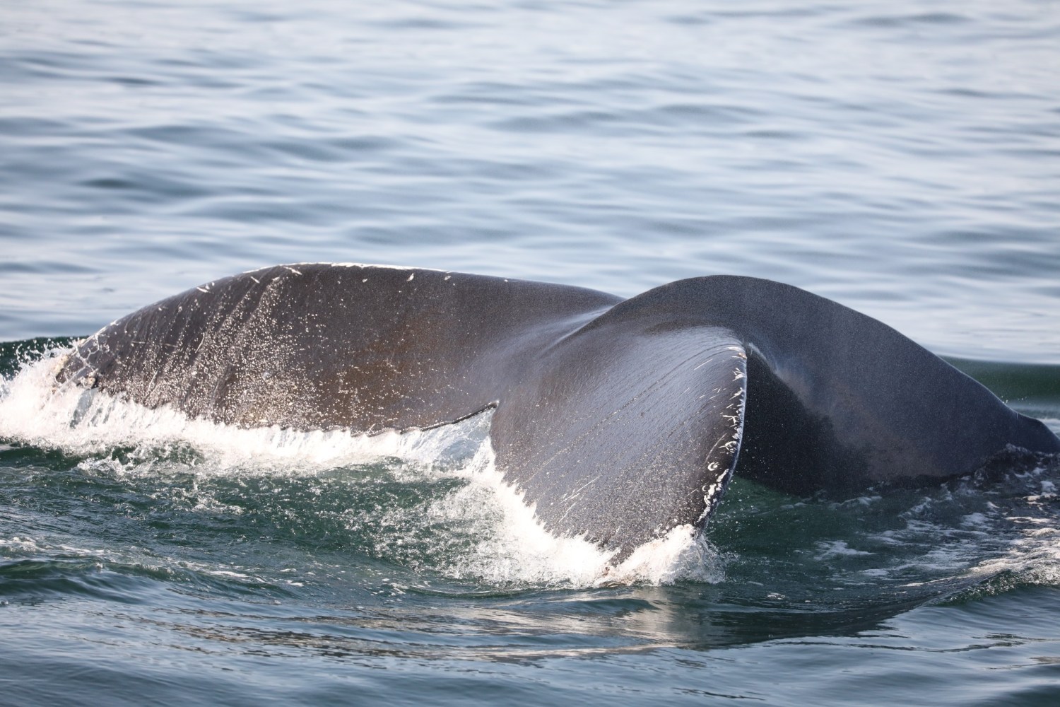 a whale jumping out of the water