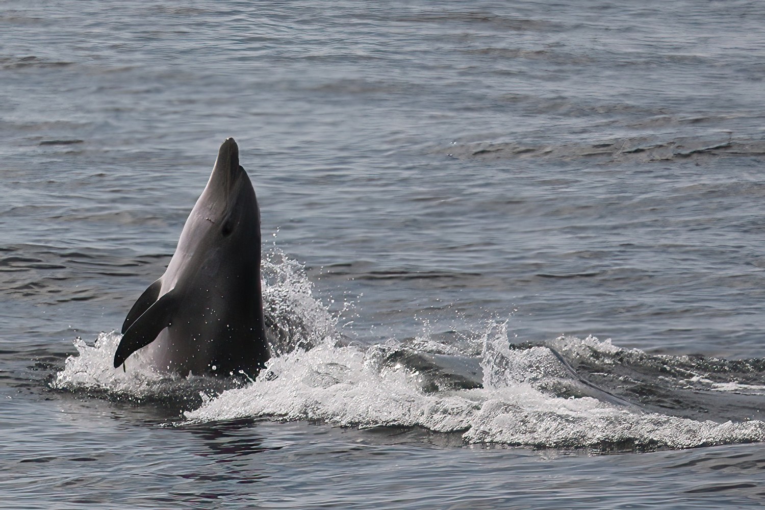 a whale jumping out of the water