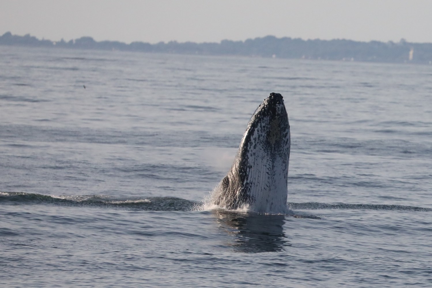 a whale jumping out of the water