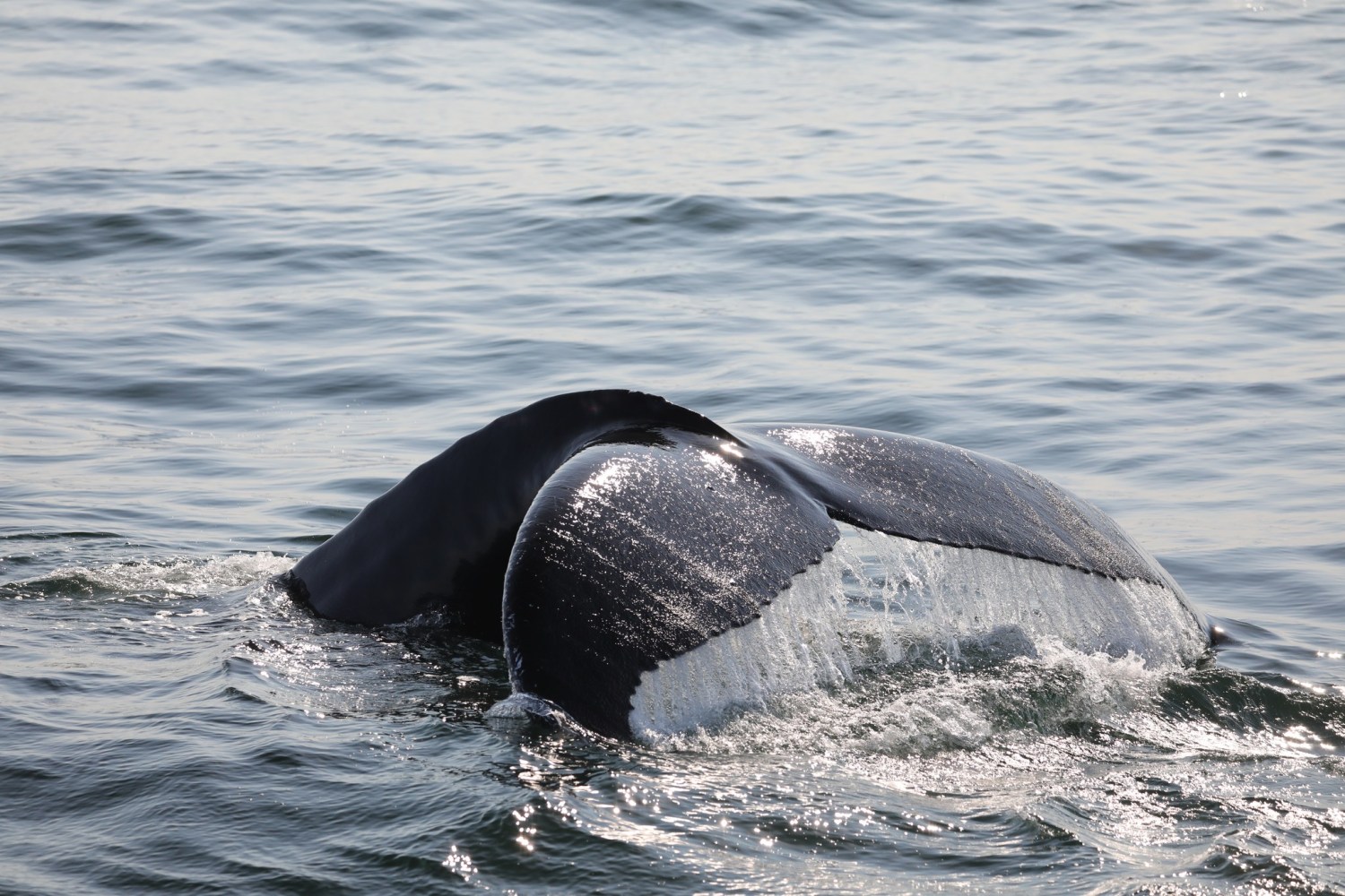 a whale jumping out of the water